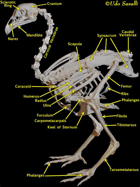 Bio370 Bird Skeleton