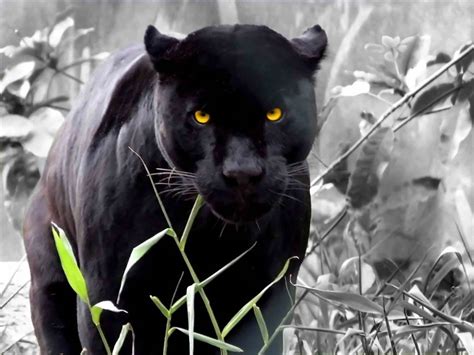 Black panther, a big cat (of any species, but most commonly a jaguar or a leopard) whose coloration is entirely black. Black Leopard Animal | Fun Animals Wiki, Videos, Pictures ...