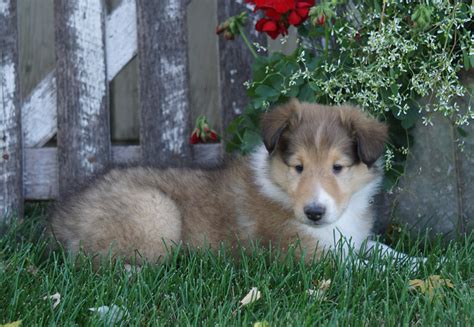 Akc Registered Lassie Collie For Sale Fredericksburg Oh Male Lincoln