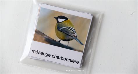 Activités Maternelle Oiseaux Cartes Nomenclature Oiseaux