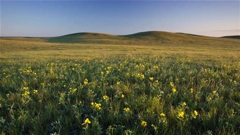 Grasslands Are Among Most Endangered Ecosystems Rci English