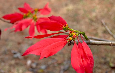 Wild Poinsettias In Mudumalai National Park Tamil Nadu Poinsettia