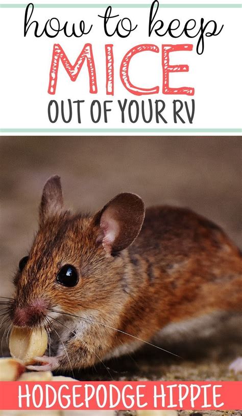 Mice can easily ruin a family vacation or make your life miserable if you're living in an rv. How To Keep Mice Out of Your Camper | What to take camping ...