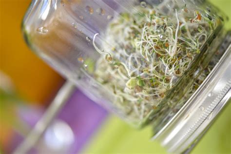 How To Grow Sprouts In A Jar