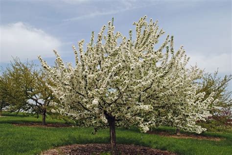 Sugar Tyme Crabapple Tree Beautiful Addition To Your Garden