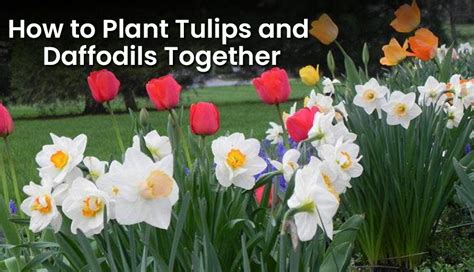 How To Mix And Plant Tulips And Daffodils Bulbs Together