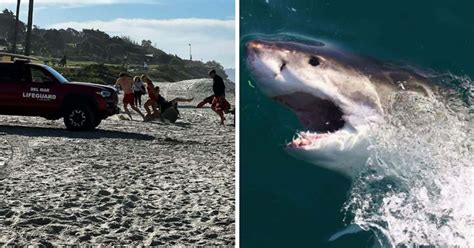 She Was Doing An Odd Backstroke Del Mar Beach Closed After Shark