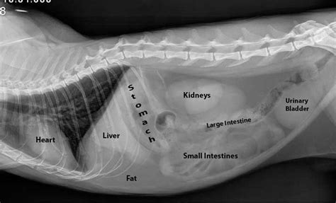 Radiographs X Rays Veterinary Tech Vet Medicine Vet Tech Student