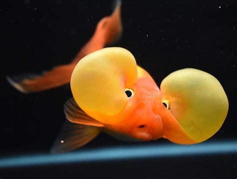 Bubble Eye Goldfish Learn About Nature