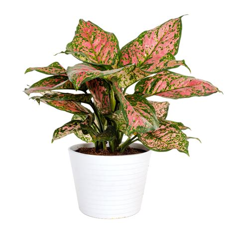 Costa Farms Live Indoor 14in Tall Trending Tropicals Red Aglaonema