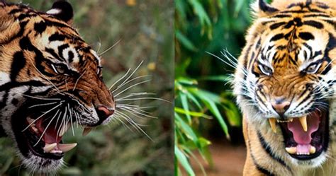 Wild Animals Bengal Tiger Vs Sumatran Tiger Fight