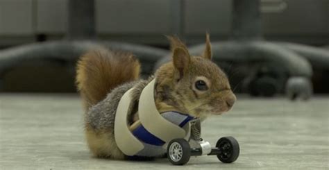 Squirrel Gets Prosthetic Wheels After Losing Arms In Trap Cbs News