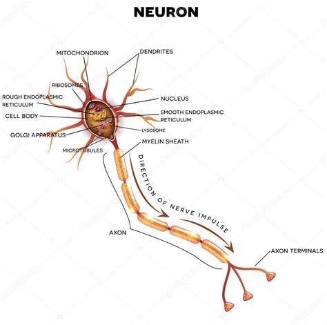 Am ende der nervenzelle befinden sich die übergangsstellen zu weiteren neuronen oder zu bestimmten zielzellen. Neuron, Nervenzelle Anatomie — Stockvektor © megija #153364746
