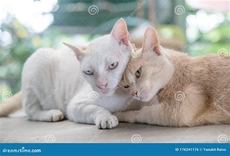 Love Moment Of Kitty Cat Stock Photo Image Of Fluffy 176241176