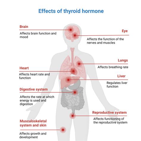 Thyroid Gland You And Your Hormones From The Society For Endocrinology