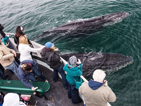 Monterey Whale Watching Tour Half Day Tracks Trails