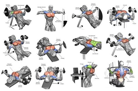 Basic Exercises For Chest Muscle Workout Chest Workout Best Chest