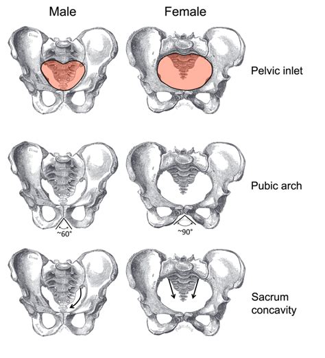 Pelvic Bone Male Vs Female