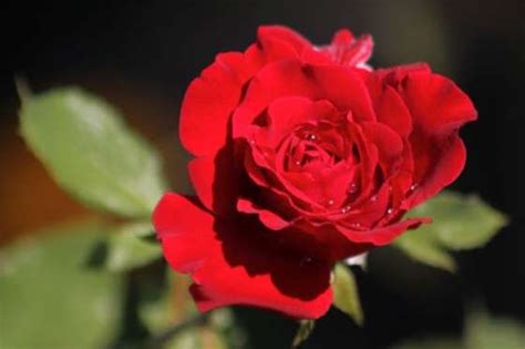 Earth wind and flowers oklahoma. State Flowers - Oklahoma - Oklahoma Rose - © Wind Home ...