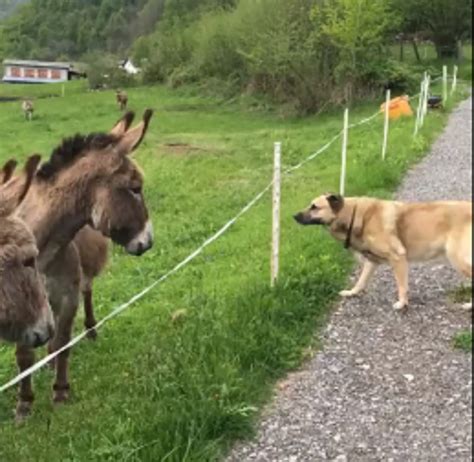 Sociable Doggo Hilariously Hesitates To Befriend Adorable Donkeys
