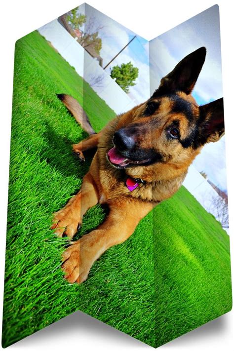 Please also visit the about, our dogs, german shepherd puppies, testimonials, and training and care pages for a full picture of who we are, and how we are maintaining the greatness of the german shepherd dog as one of the most popular breeds ever developed. You need this - european german shepherd - #buy german ...