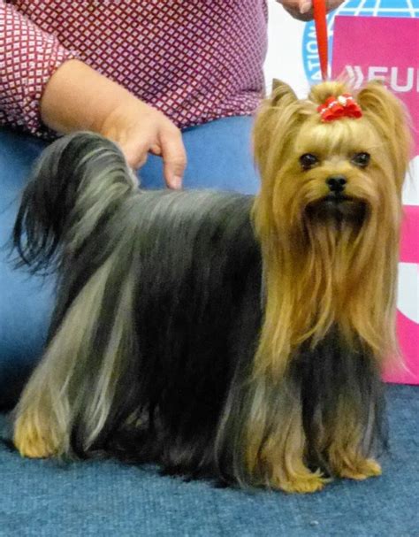 Der yorkshire terrier im portrait. Yorkshire Terrier Lebenserwartung, Lebensdauer - Yorkshire.de