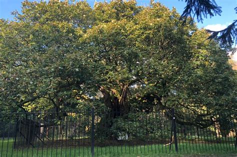 Liverpools Famous Allerton Oak Is Named Tree Of The Year Liverpool Echo