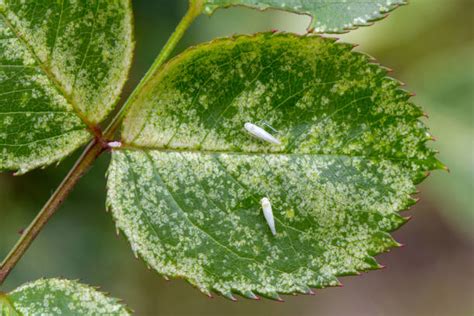 110 Aphids Damage Roses Stock Photos Pictures And Royalty Free Images