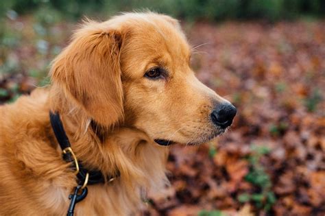Rasseportrait Golden Retriever Der Intelligente Modehund