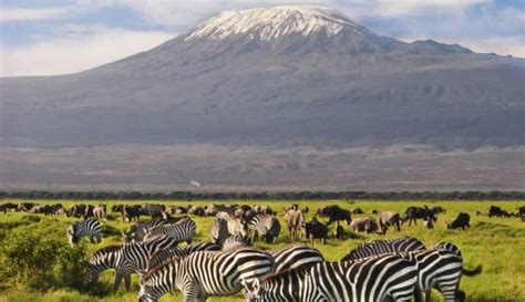 Von Nairobi Tagesausflug Zum Amboseli National Park Getyourguide