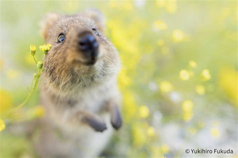 世界で一番幸せな笑顔を持つ動物 クオッカに会える!! - 日本写真企画 フォトコン