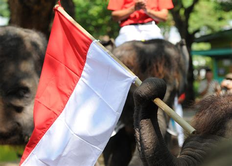 Maybe you would like to learn more about one of these? Foto: Gajah Sumatera Kibarkan Sang Merah Putih Peringati Kemerdekaan RI : Mongabay.co.id
