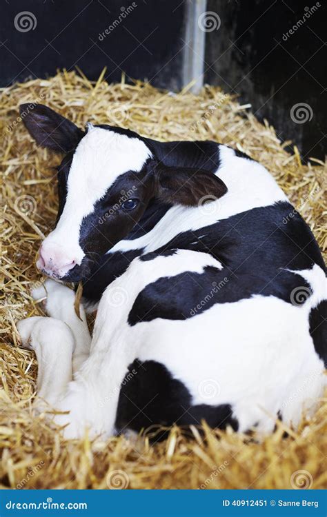 Calf Lying On Cowshed Ground In Dairy Farm One Eye Look At Camera