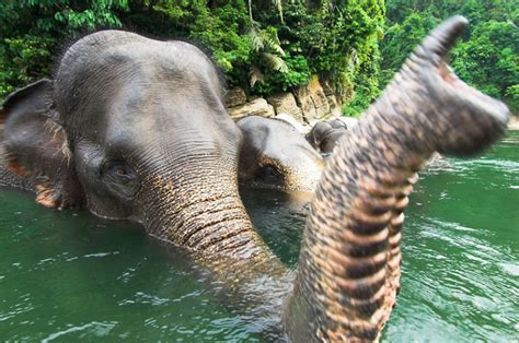 Stop Habitat Loss To Save Sumatran Elephant Conservation The Earth
