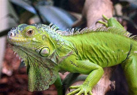 1. Makanan Liar Iguana di Hutan: Beragam Jenis dan Khasiatnya