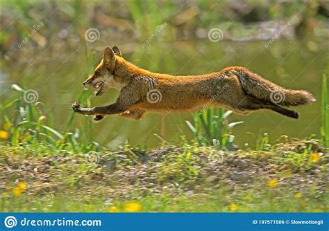 Red Fox Vulpes Vulpes Adult Running Normandy Stock Photo Image Of