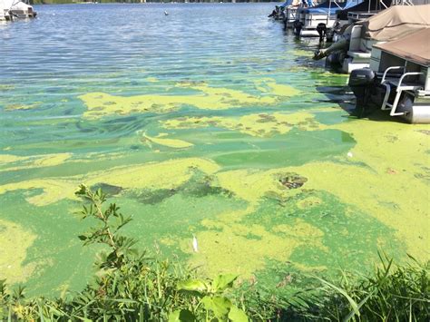 Harmful Algal Bloom Enviroscience Enviroscience