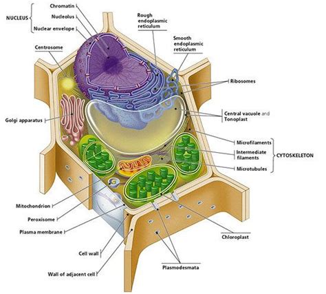 Labeled diagram of animal and plant cell. plant cell labeled - Bing Images | Plant cell project ...