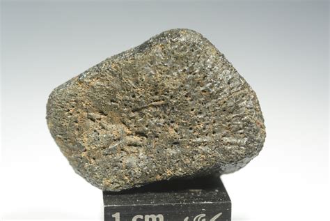 Oriented Camel Donga Meteorite Individual Weighing 286g Msg Meteorites