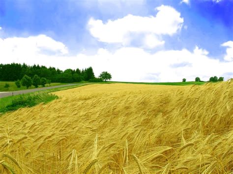 Crop Field Wallpapers Top Free Crop Field Backgrounds Wallpaperaccess