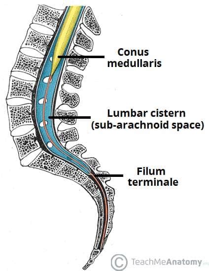 The Spinal Cord Meninges Vasculature Teachmeanatomy