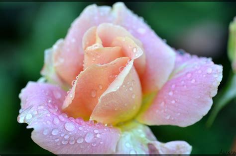 Fresh Rose By Zesca 500px Rose Beautiful Flowers Flowers