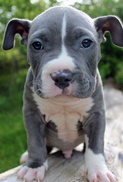 30 Best Bluefirepits Blue Pitbull Puppies For Sale Blue Nose Pitbull