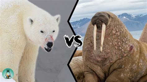 Polar Bear Vs Walrus Who Is The King Of The Arctic Youtube