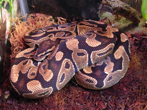 Tsammalex - Python regius (royal python)
