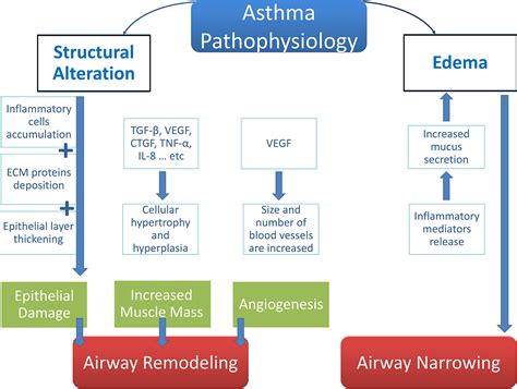 Pathophysiology Of Asthma Flowchart