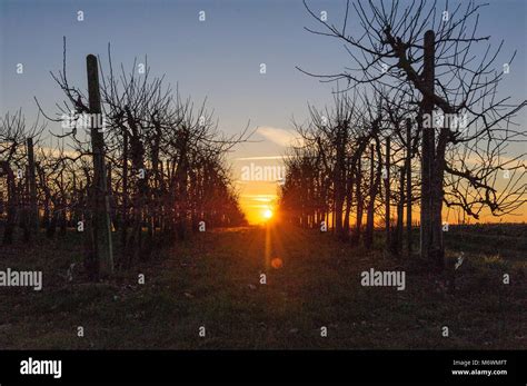 Apple Trees At Sunset Stock Photo Alamy