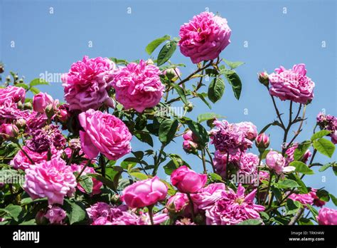 Rosa Centifolia Cabbage Rose Stock Photo Alamy