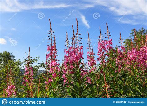 Pink Flowers Of Fireweed Chamaenerion Angustifolium Rosebay Willowherb
