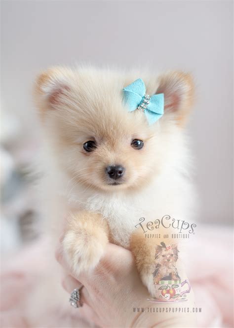 When looking for a baby teacup pomeranian for sale, you can easily make one on your own. Teacup Pomeranian For Sale at South Florida | Teacups ...